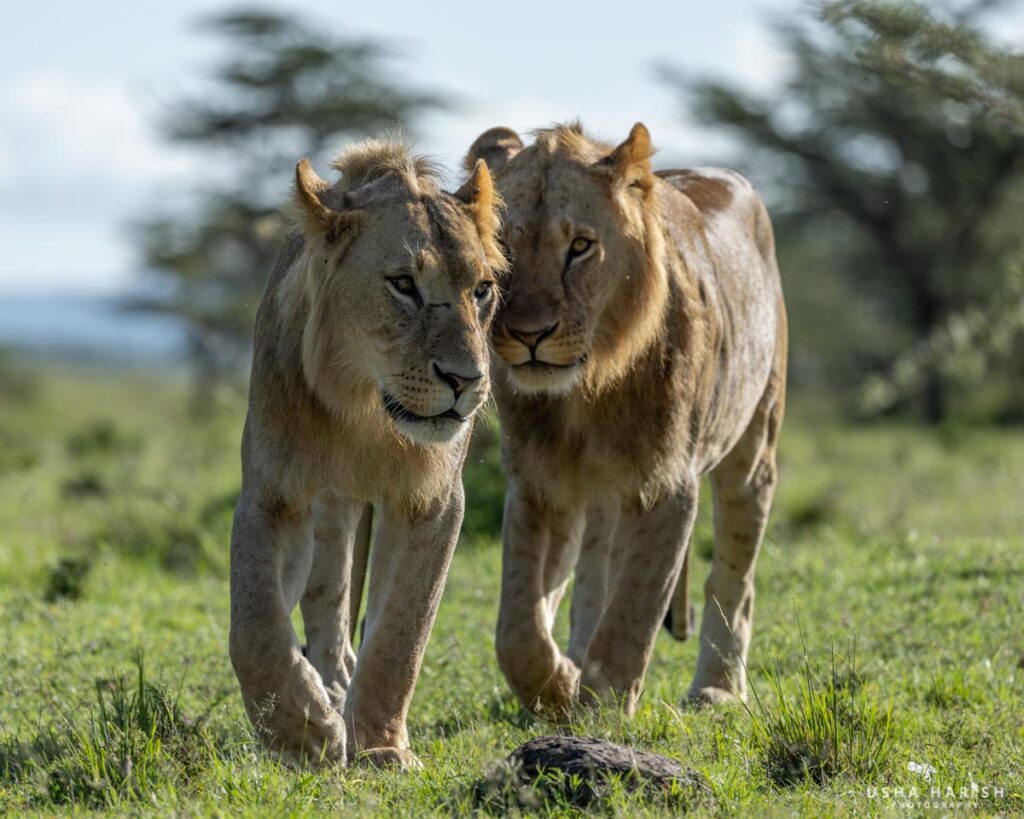 Masai Mara Photography Tour