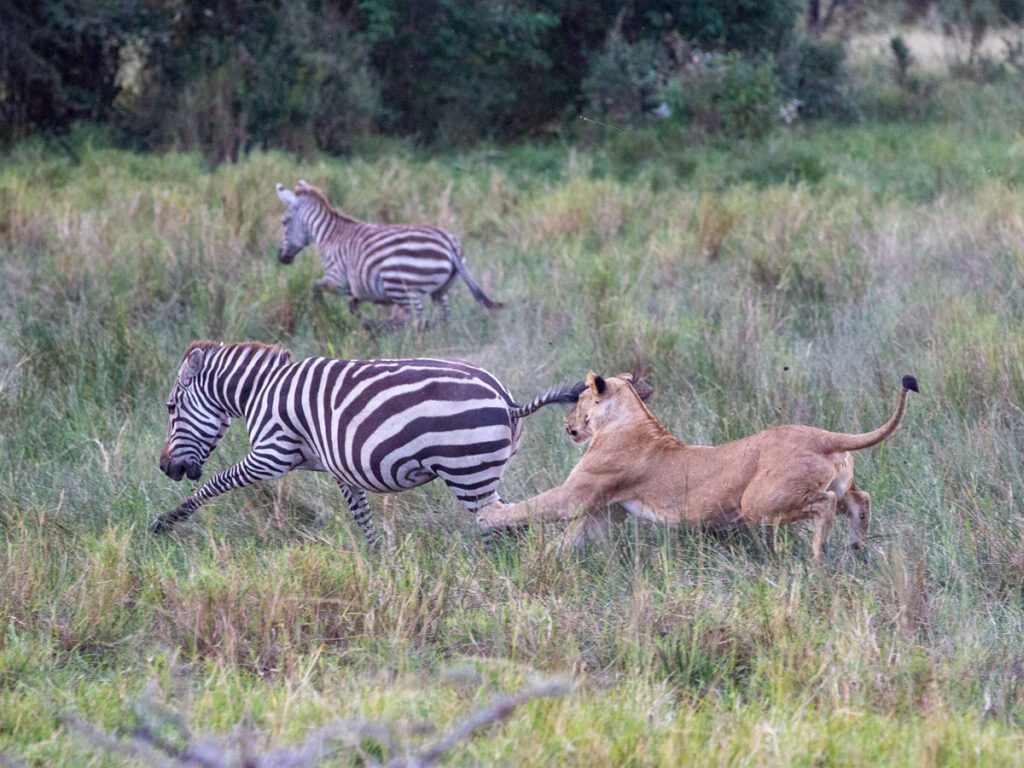 masai-mara-safari-packages-2026