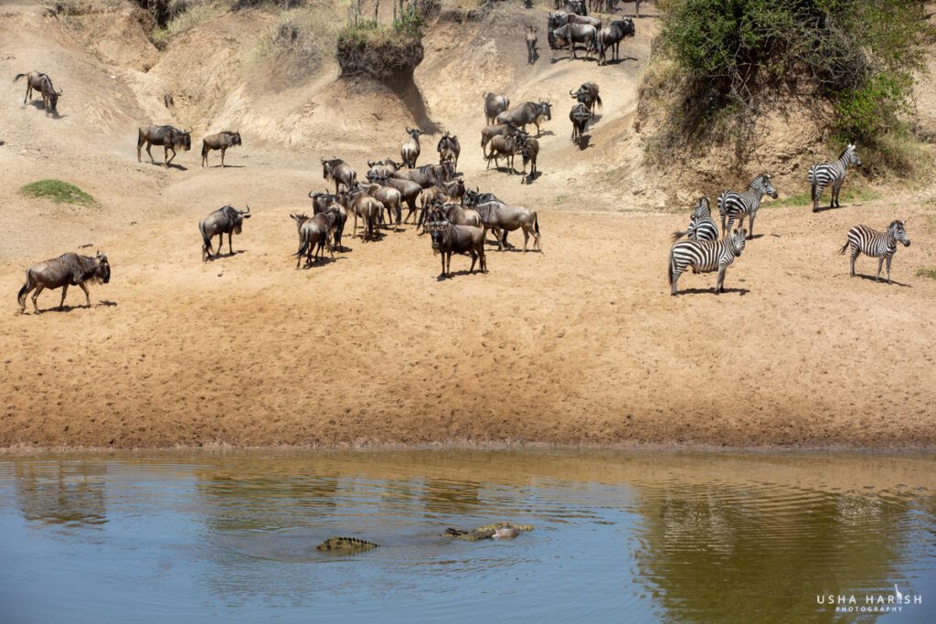 Masai Mara Safari Package
