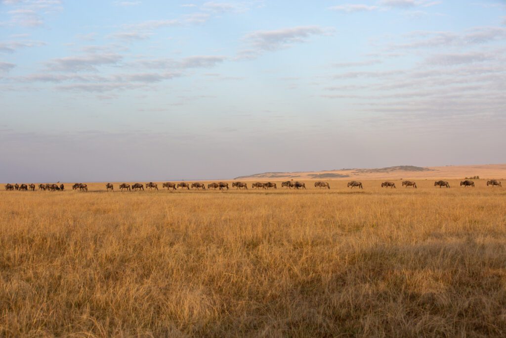 Masai Mara Holiday