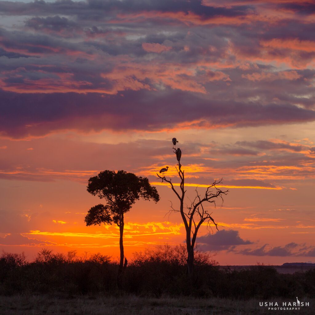 Masai Mara Safari stay