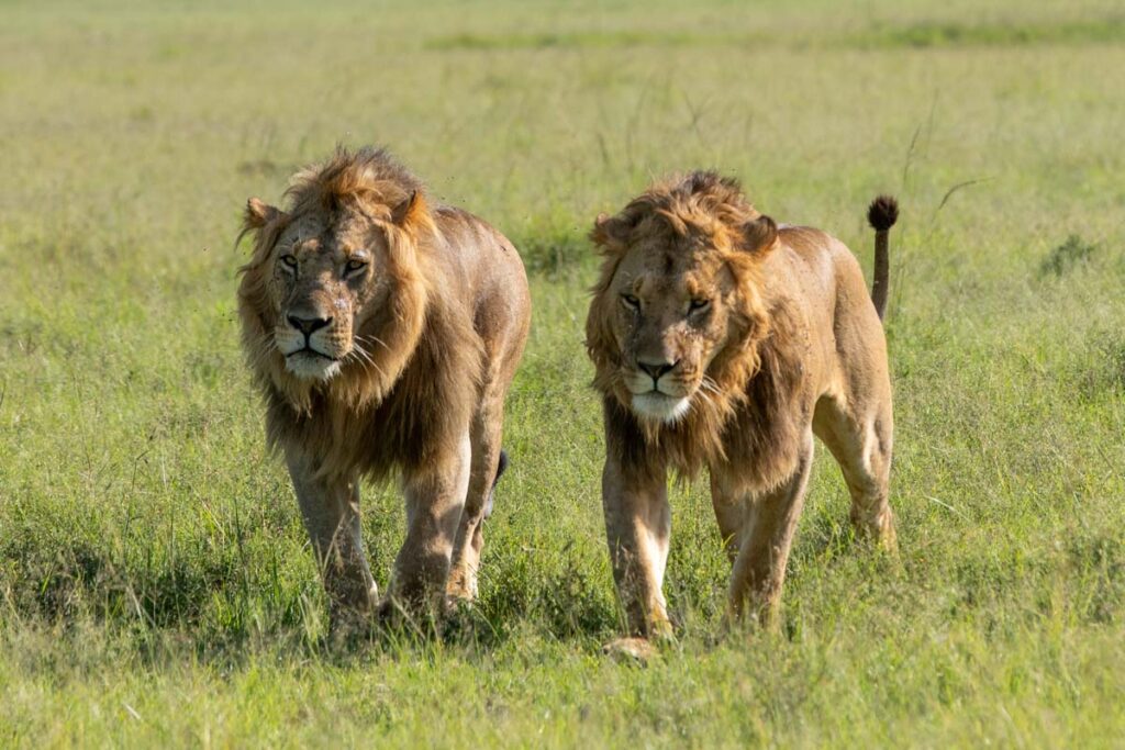 Masai Mara Travel Package