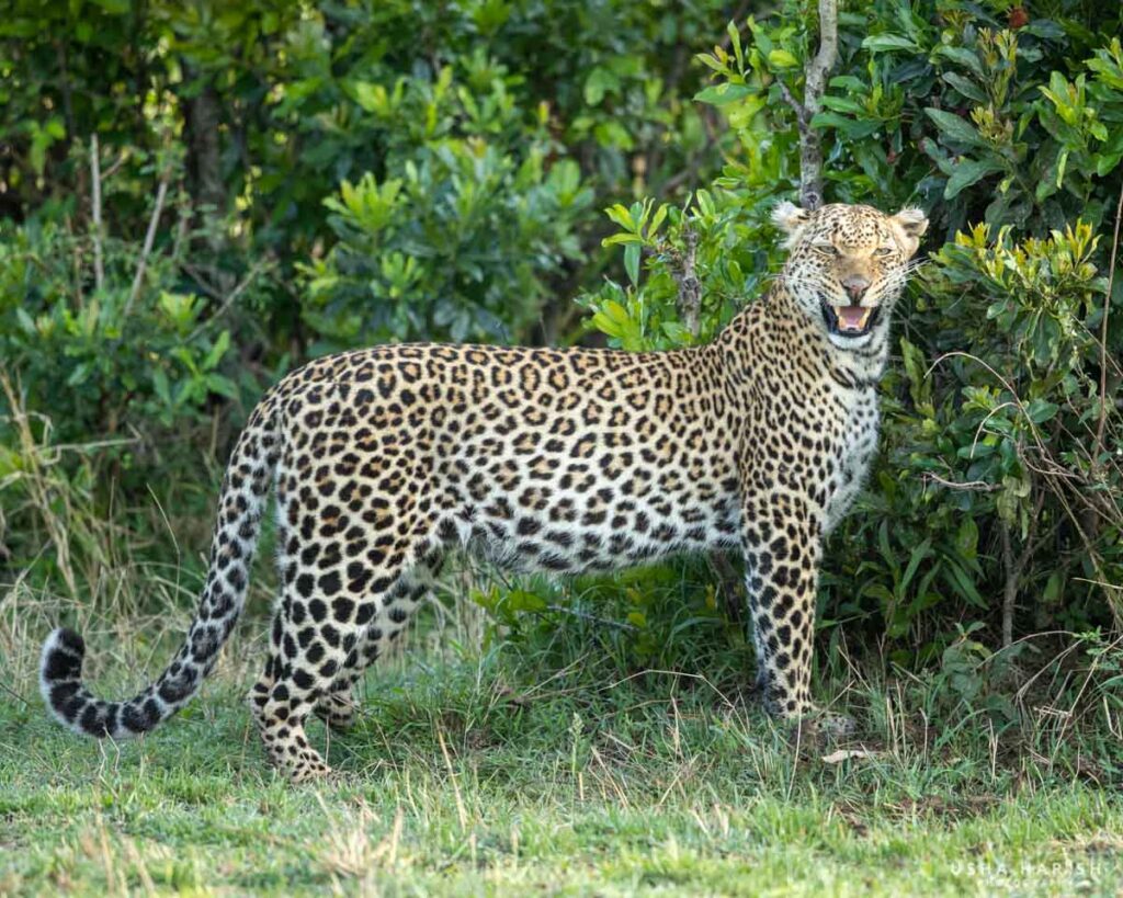 Masai Mara Photography Tour