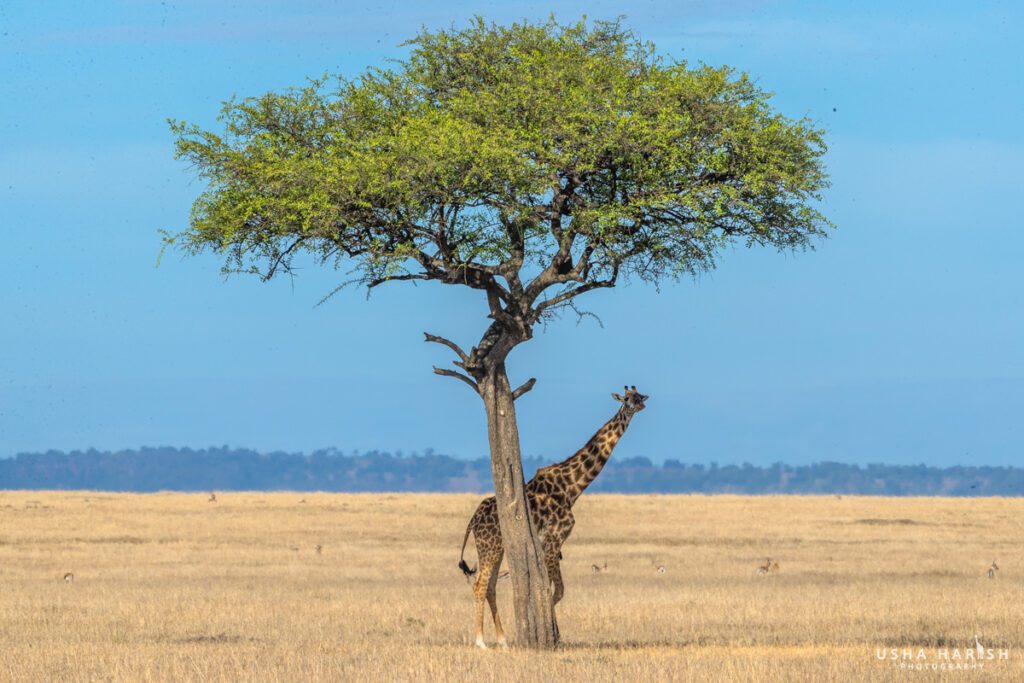 Masai Mara Travel Package