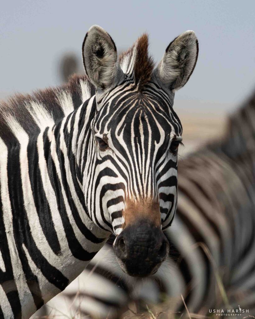 Masai Mara Photography Tour