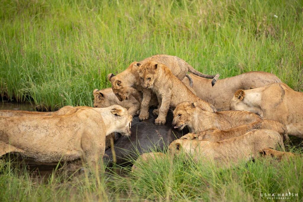 Masai Mara Photography Tour
