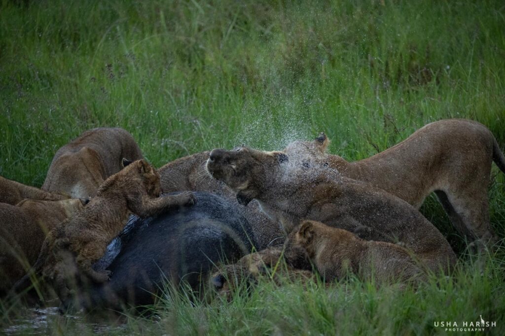 Masai Mara Photography Tour