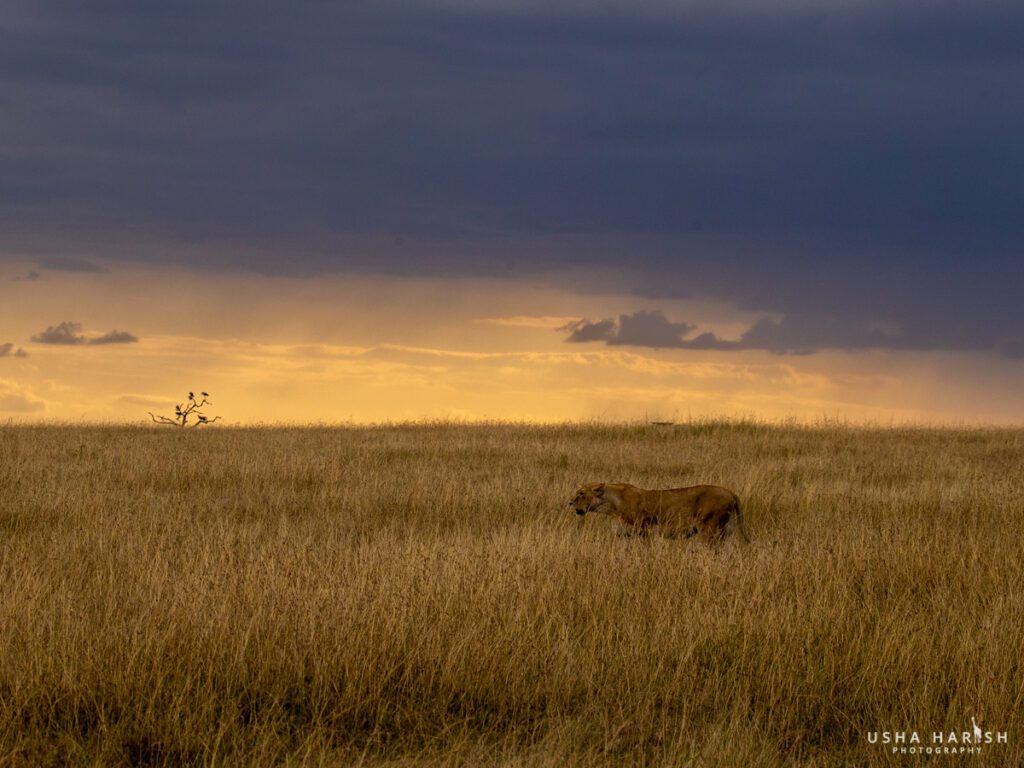 Masai Mara Tour Package