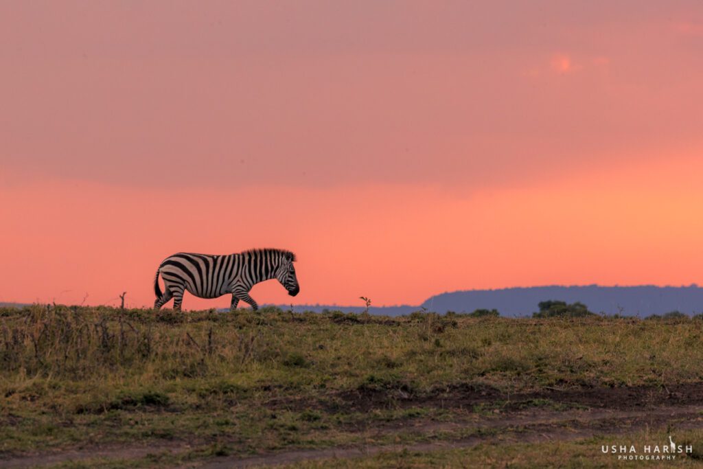 Masai Mara Travel Packages