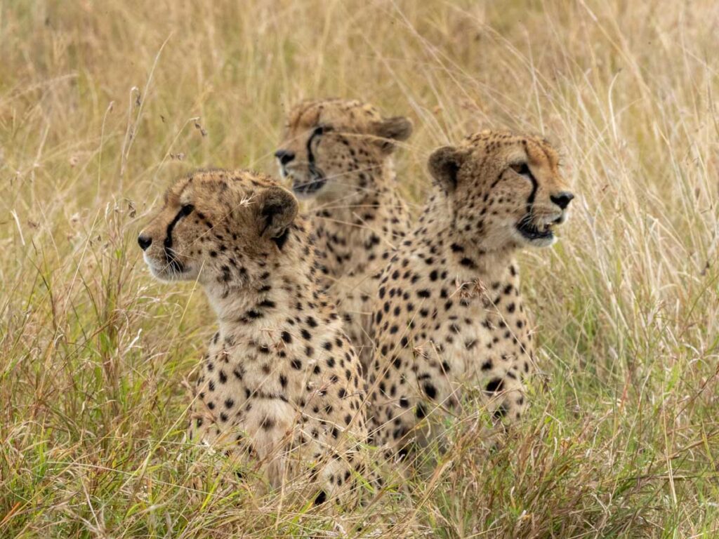 Masai Mara