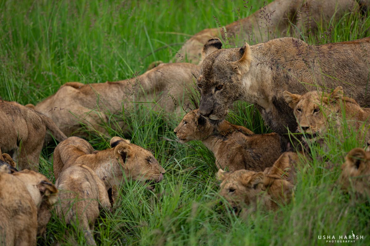 masai mara safari packages 2026 — game drive at sunrise, Mara Siligi Camp