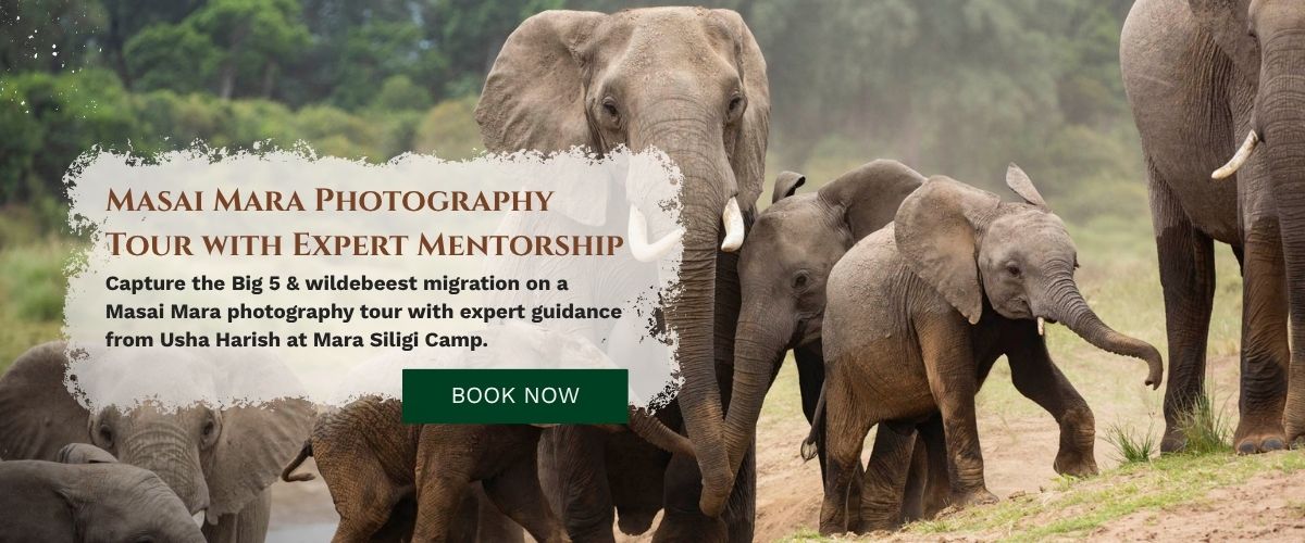Masai Mara Photography Tour