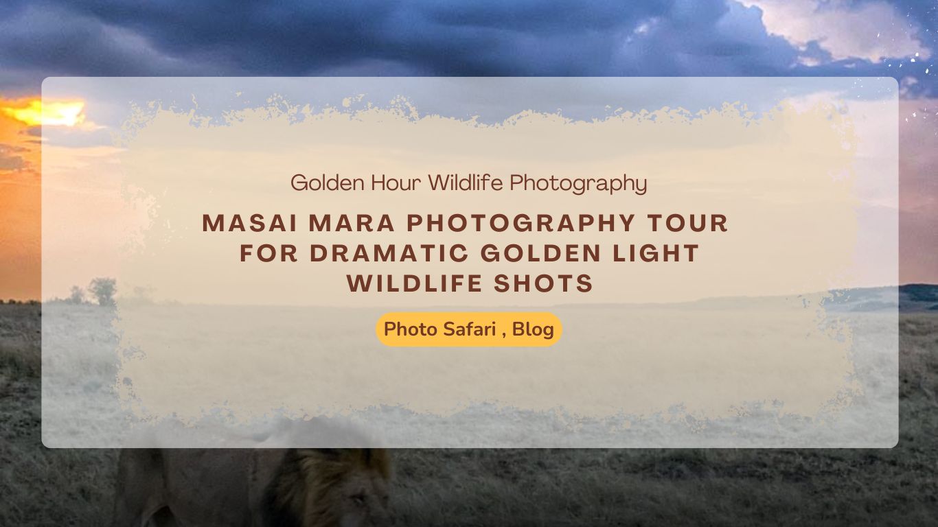 masai-mara-photography-tour-for-dramatic-golden-light-wildlife-shots