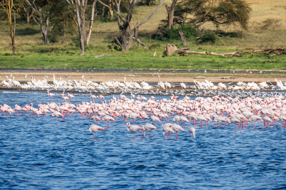 Masai Mara Holiday Package