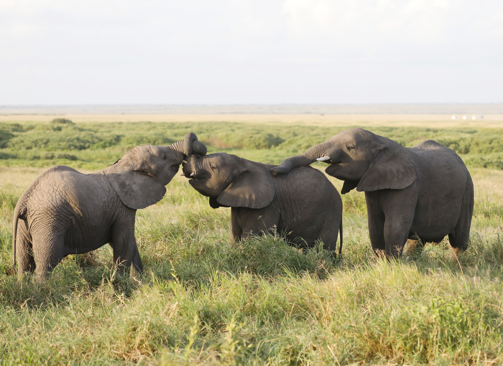 Masai Mara Holiday Package