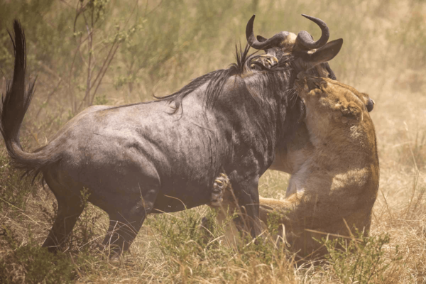 Masai Mara Safari