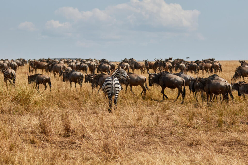 Masai Mara safari packages