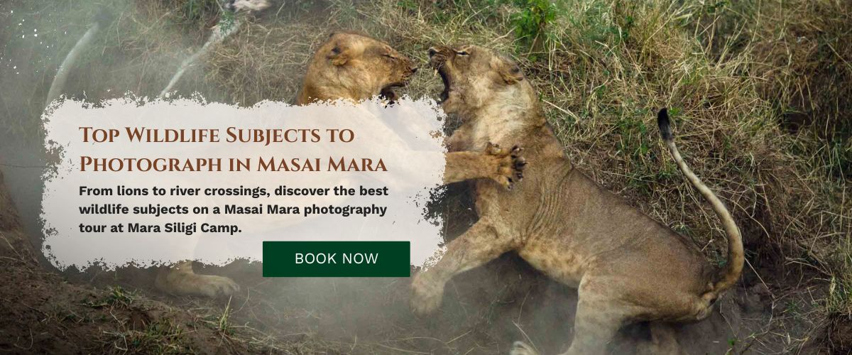 Masai Mara Photography Tour