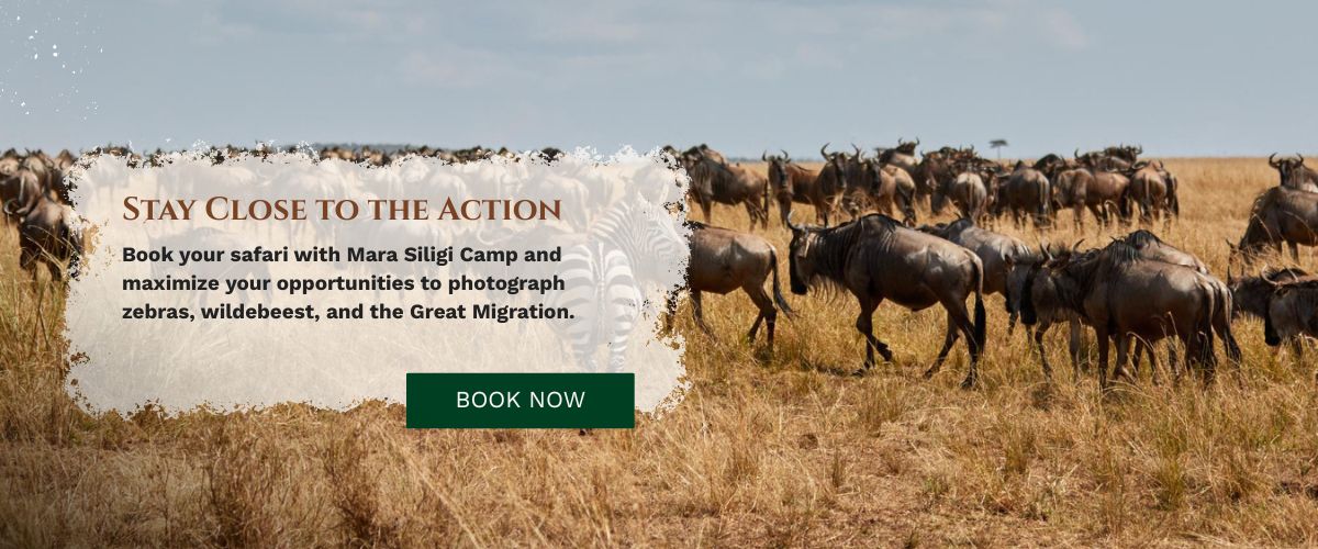 Masai Mara Photography Tour