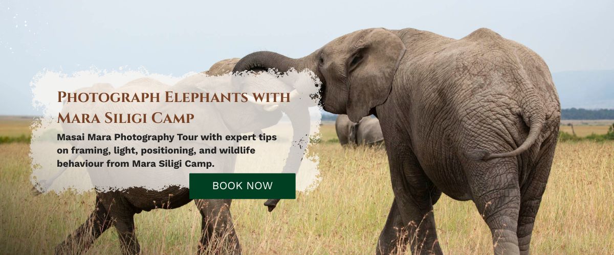 Masai Mara Photography Tour