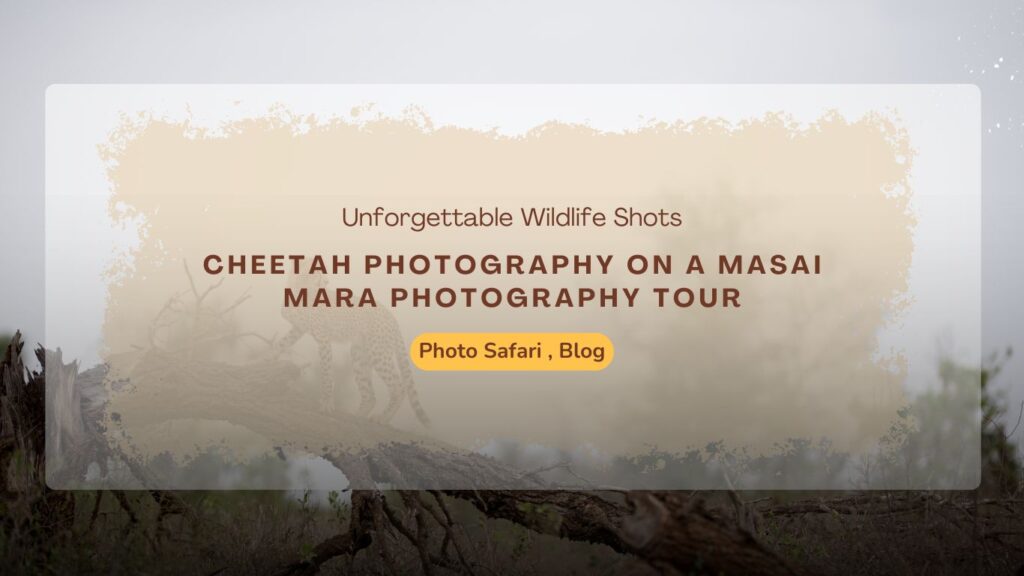 cheetah-photography-on-a-masai-mara-photography-tour