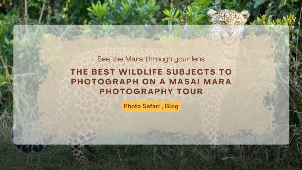 wildlife-subjects-to-photograph-in-masai-mara-photography-tour