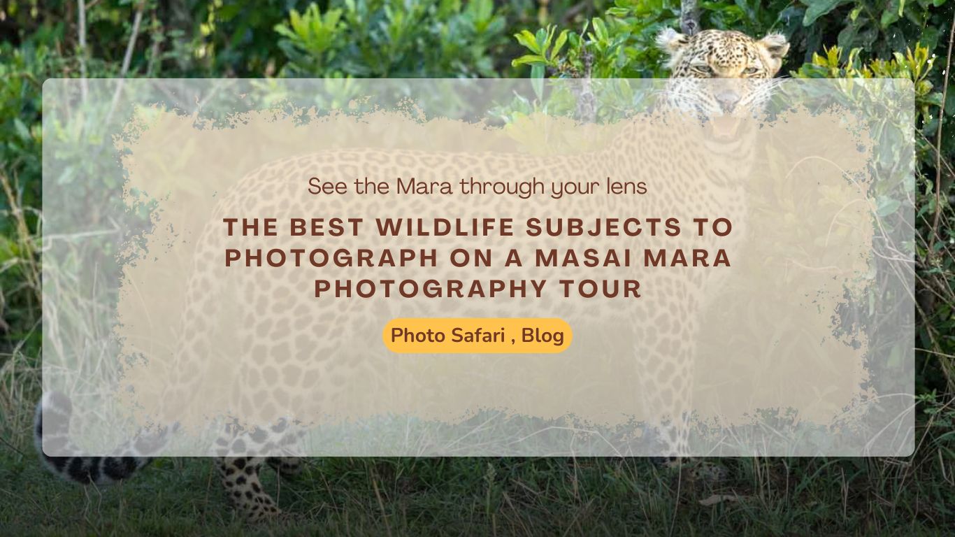 wildlife-subjects-to-photograph-in-masai-mara-photography-tour