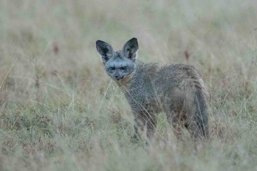 Masai Mara photography tour