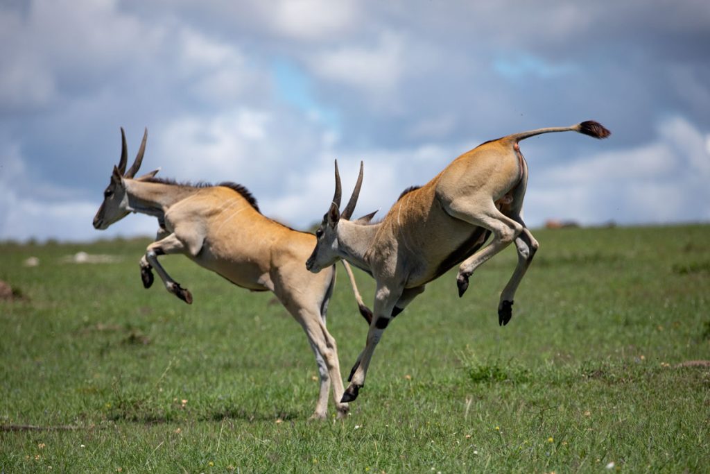 Masai Mara Safari Packages