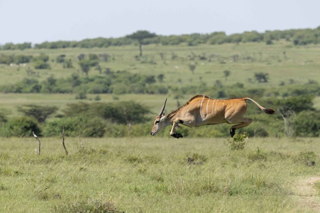 Masai Mara