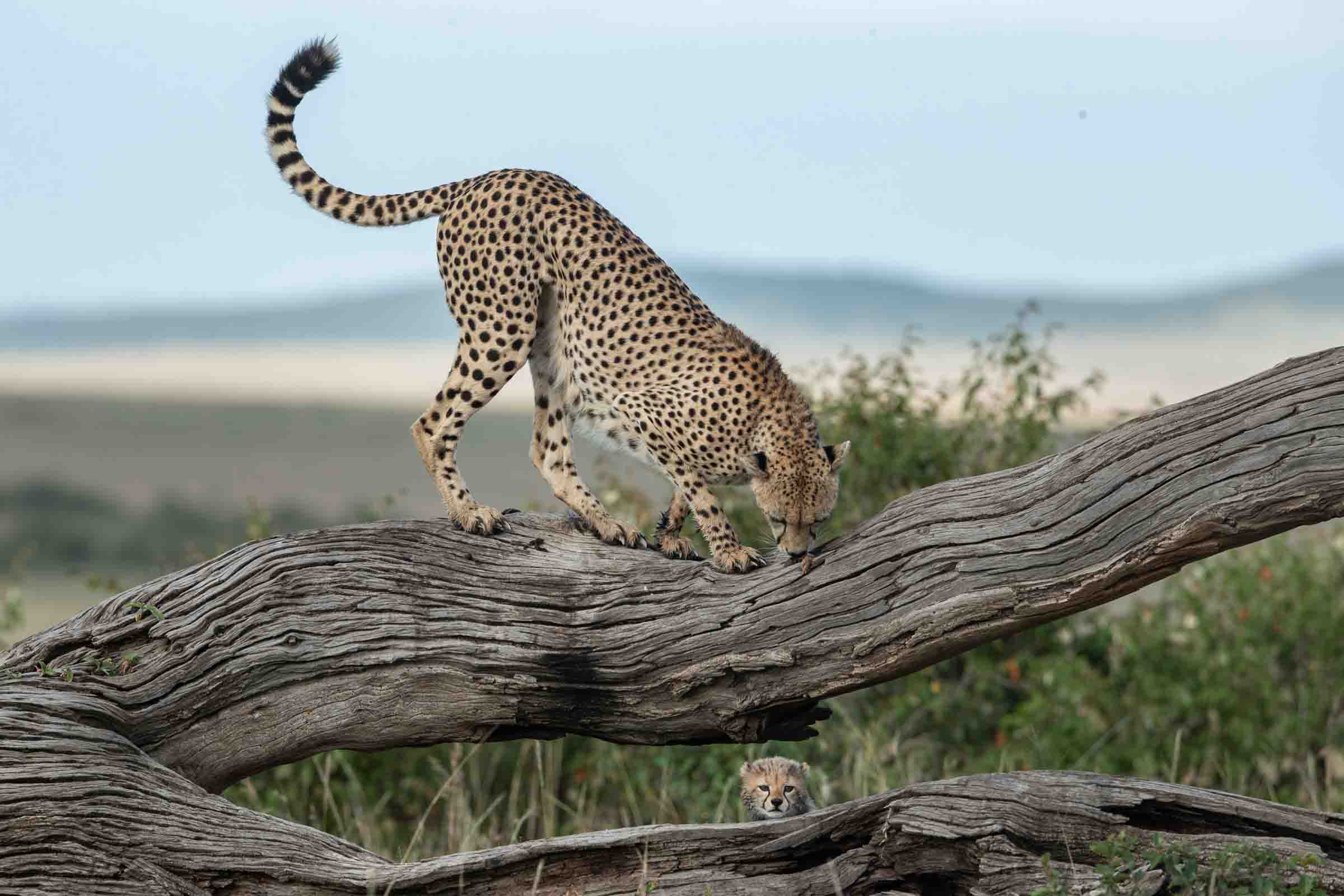 Masai Mara