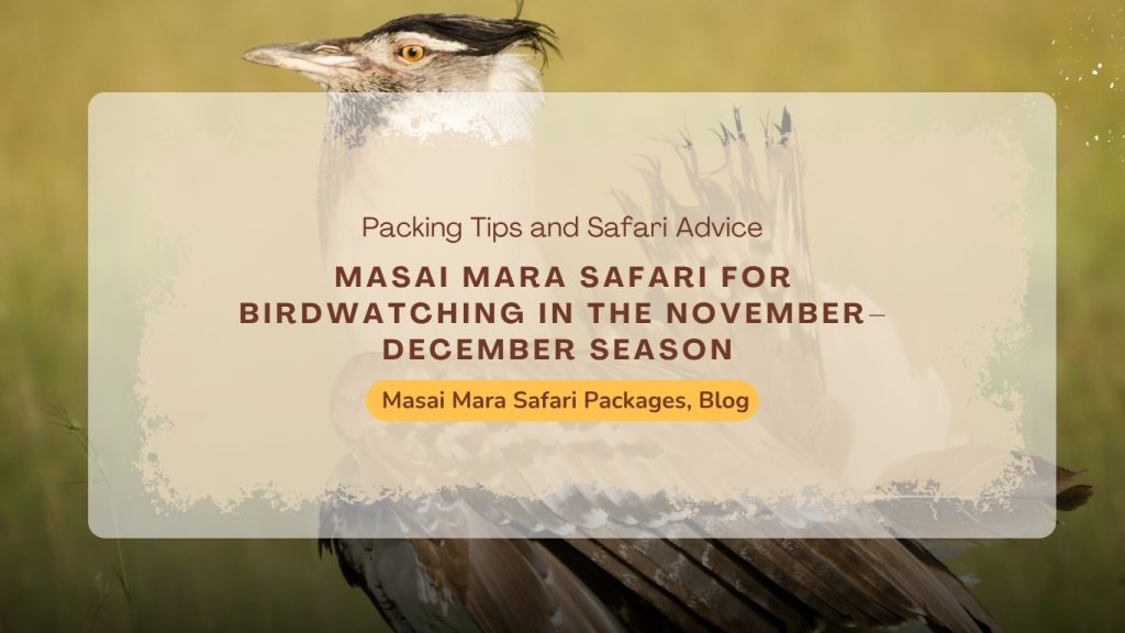 masai-mara-safari-birdwatching-november-december
