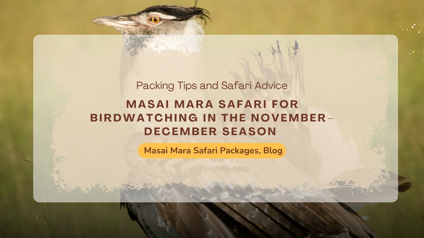 masai-mara-safari-birdwatching-november-december